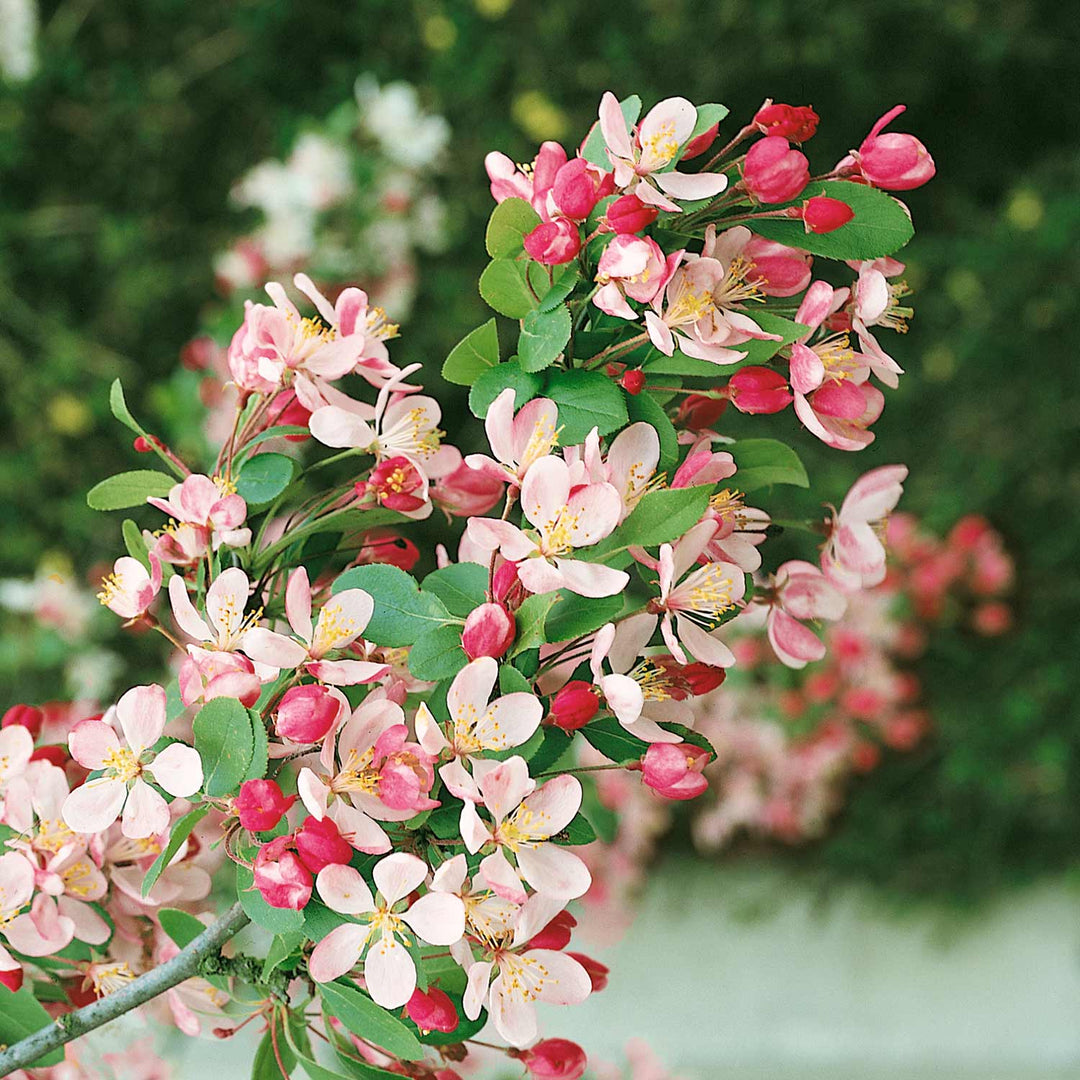 Patio Crab Apple Tree (Dwarf) Malus x Floribunda 5L Plant Buy Crab