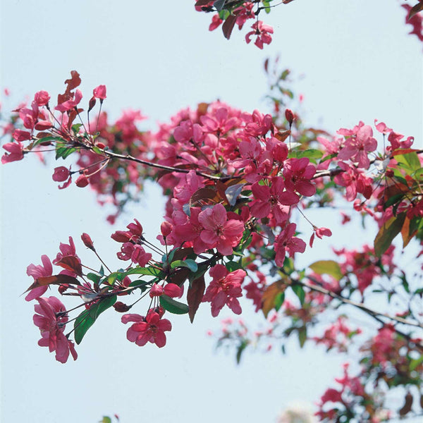 Crab Apple Tree 'Liset'