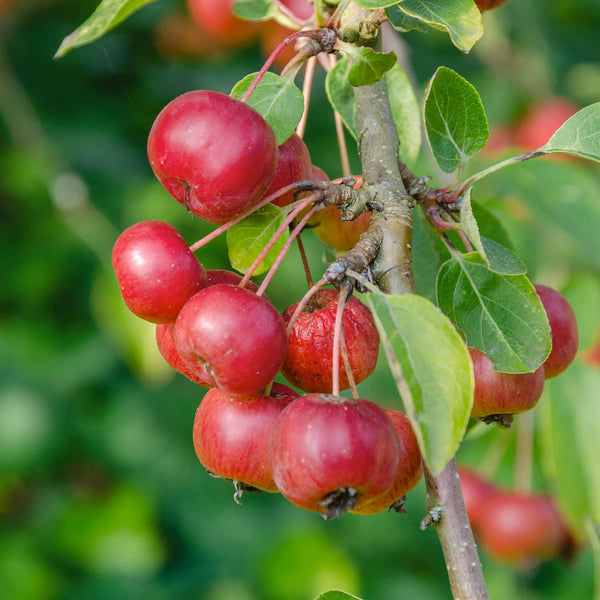 Patio Crab Apple Tree (Dwarf) Malus 'Red Sentinel' - 5L