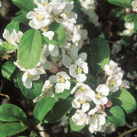 Patio Crab Apple Tree (Dwarf) Malus 'Red Sentinel' - 5L