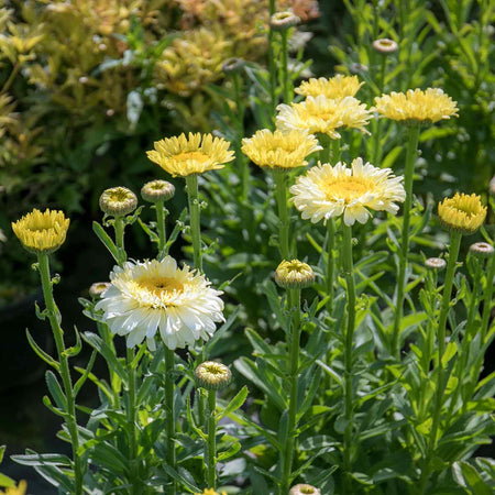 Leucanthemum Plant 'Real Charmer'