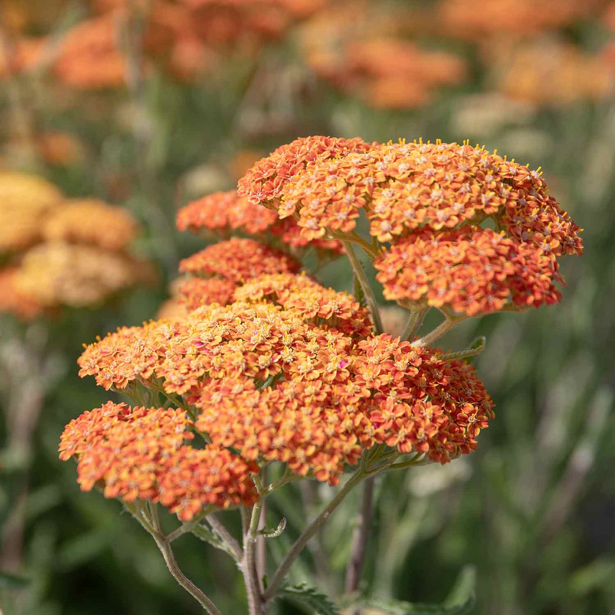 Achillea Terracotta 2L | Buy Achillea Plants Online | Achillea Plants ...