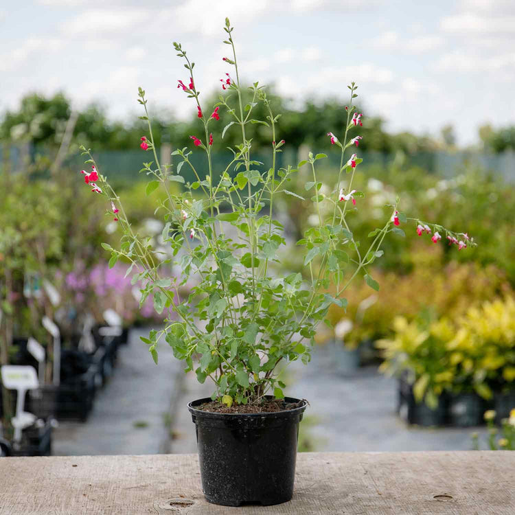 Salvia Plant 'Hot Lips'