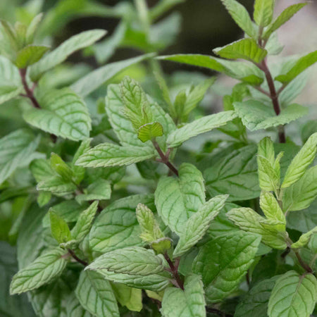 Mint Plant 'Peppermint'