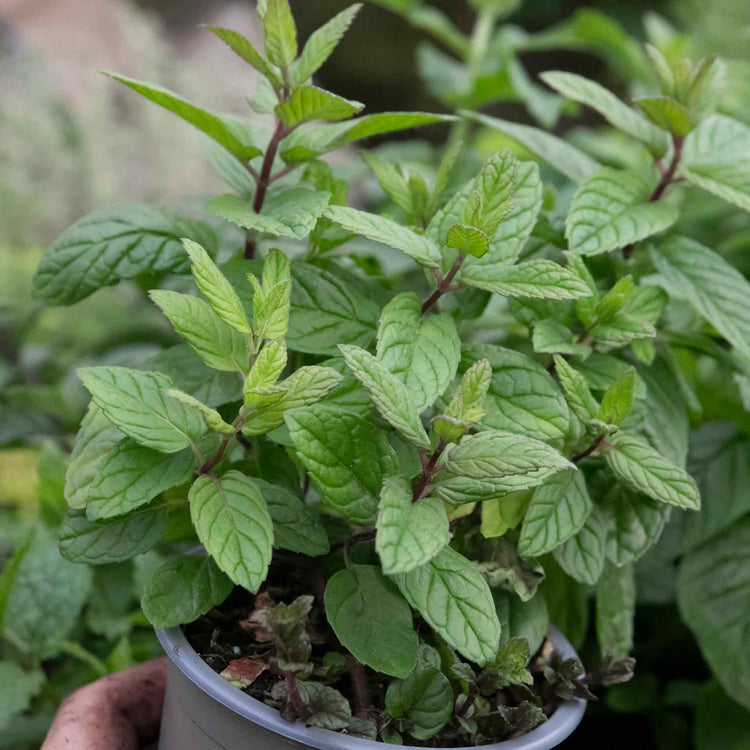 Mint Plant 'Peppermint'