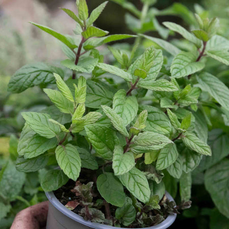 Mint Plant 'Garden'