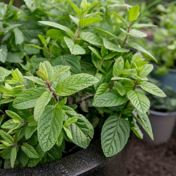 Mint Plant 'Garden'