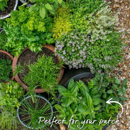 Mint Plant 'Garden'