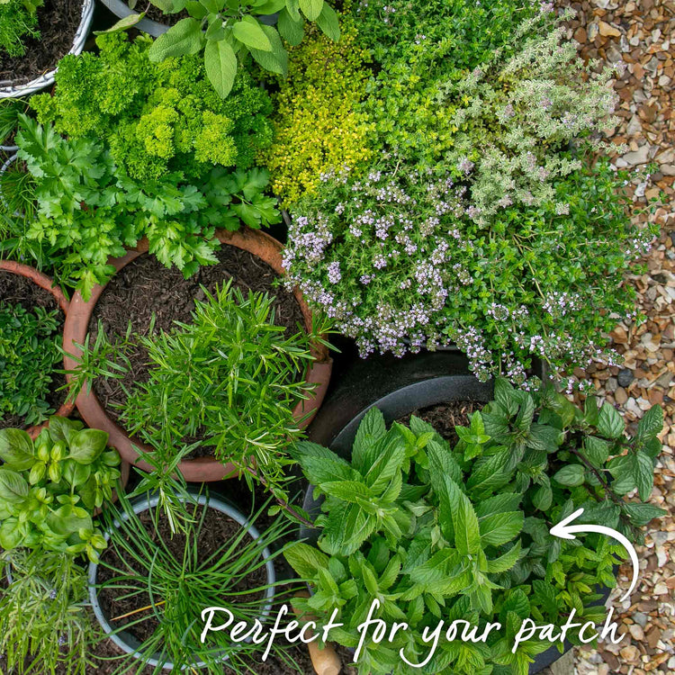 Mint Plant 'Peppermint'