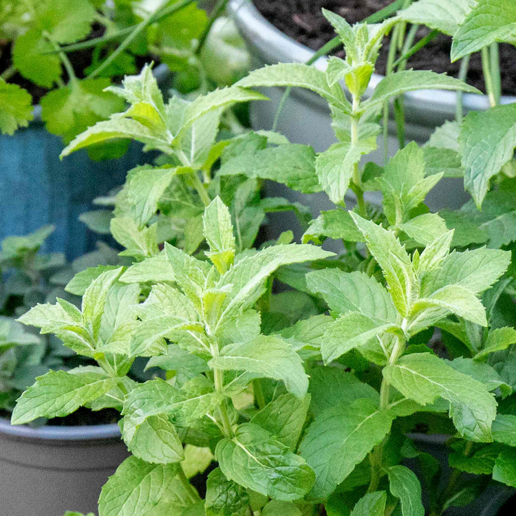 Mint Plant 'Spearmint'