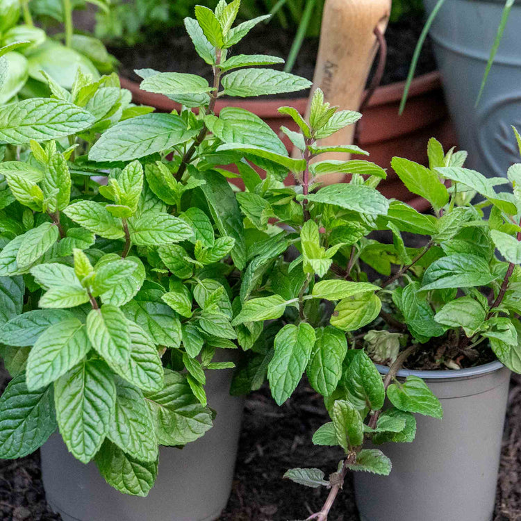 Mint Plant 'Garden'