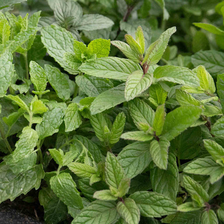 Mint Plant 'Garden'