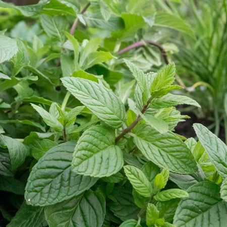 Mint Plant 'Garden'