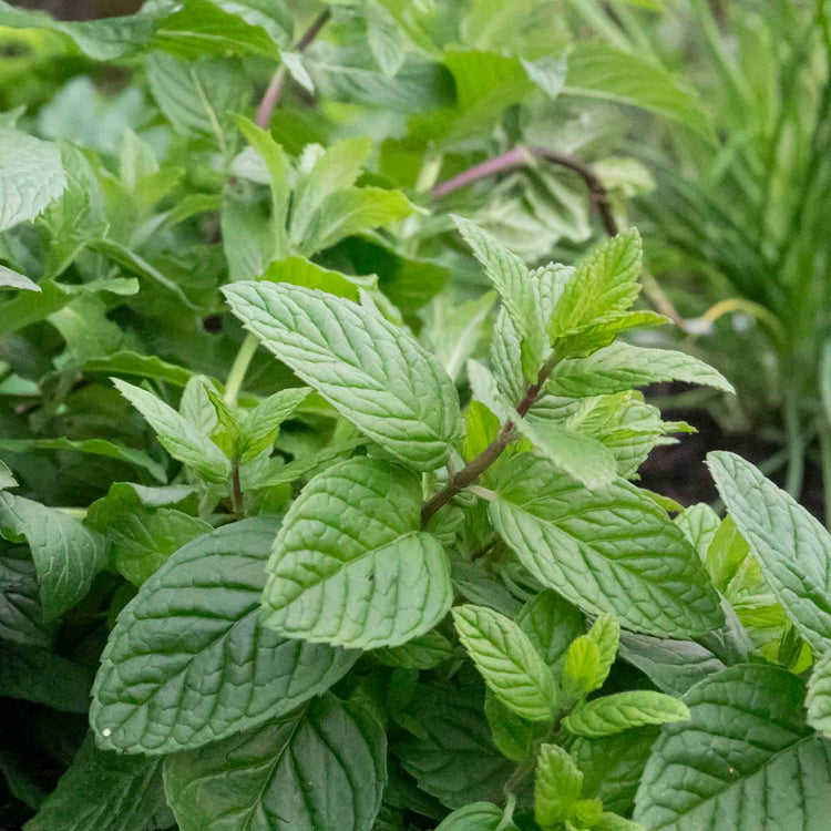 Mint Plant 'Garden'