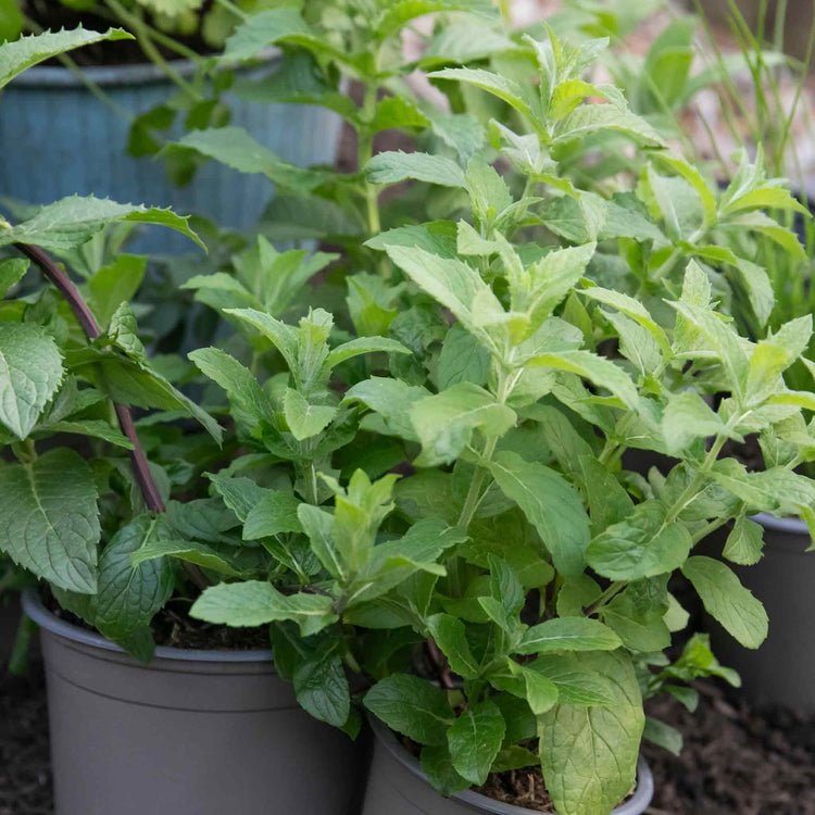 Mint Plant 'Spearmint'