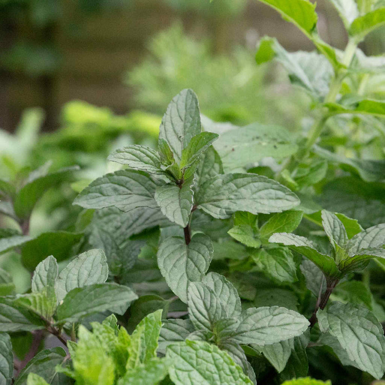 peppermint hanging plant Mint Plant 'Peppermint'