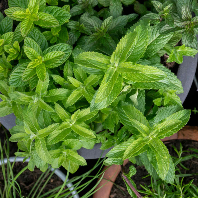 Mint Plant 'Spearmint'