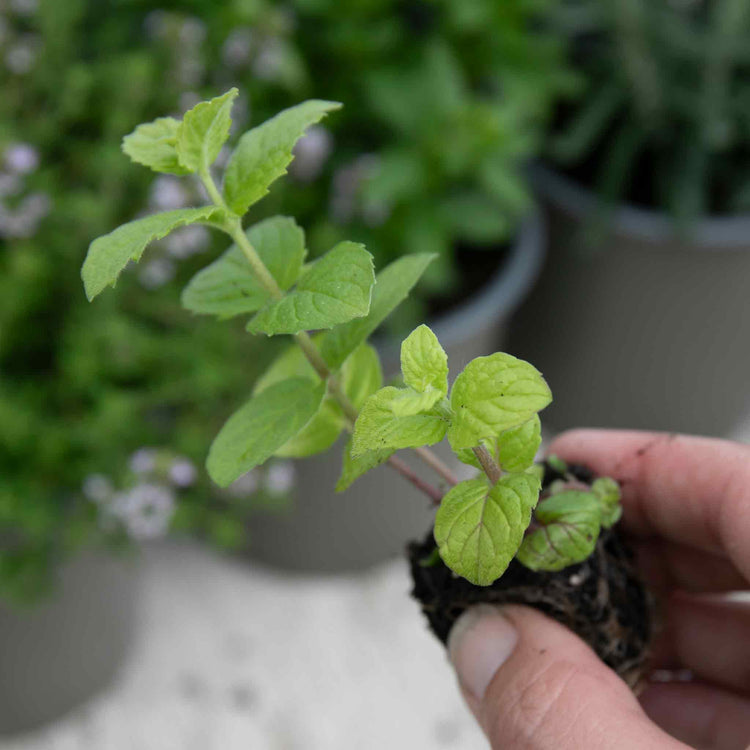 peppermint potted plant Mint Plant 'Peppermint'