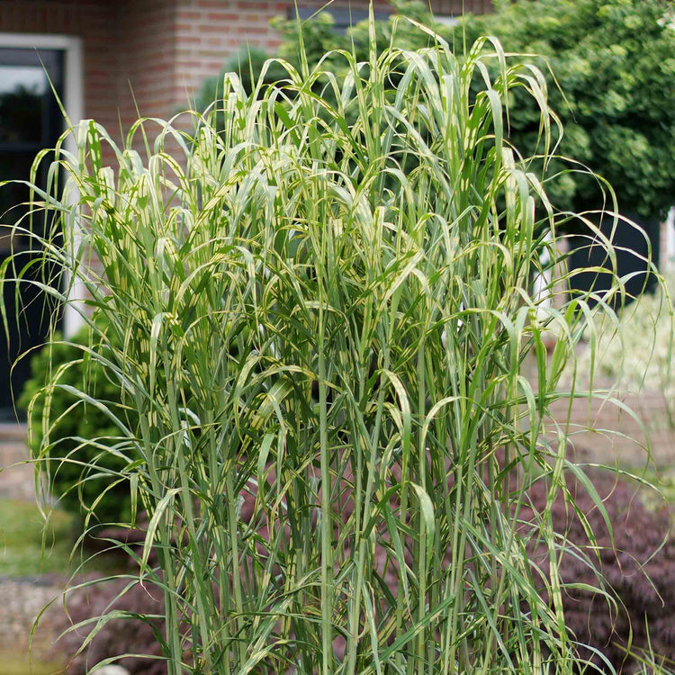 Miscanthus Plant 'Giganteus Alligator'