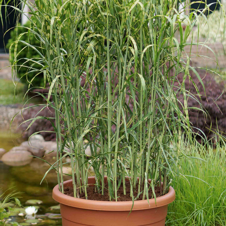 Miscanthus Plant 'Giganteus Alligator'