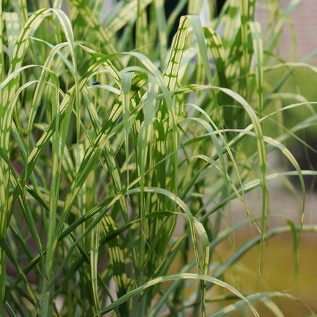 Miscanthus Plant 'Giganteus Alligator'