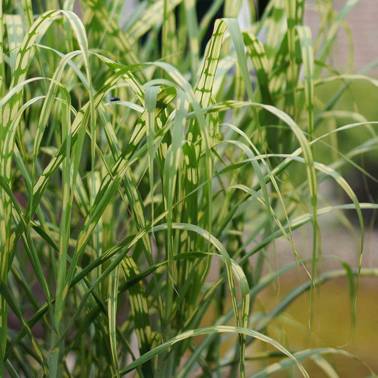 Miscanthus Plant 'Giganteus Alligator'