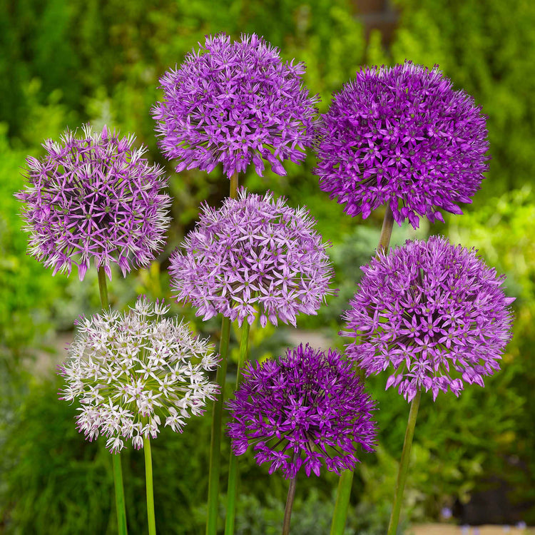 All Summer Long 100 Flower Bulb Mix