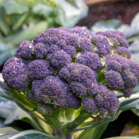 Broccoli Seeds 'Claret' F1