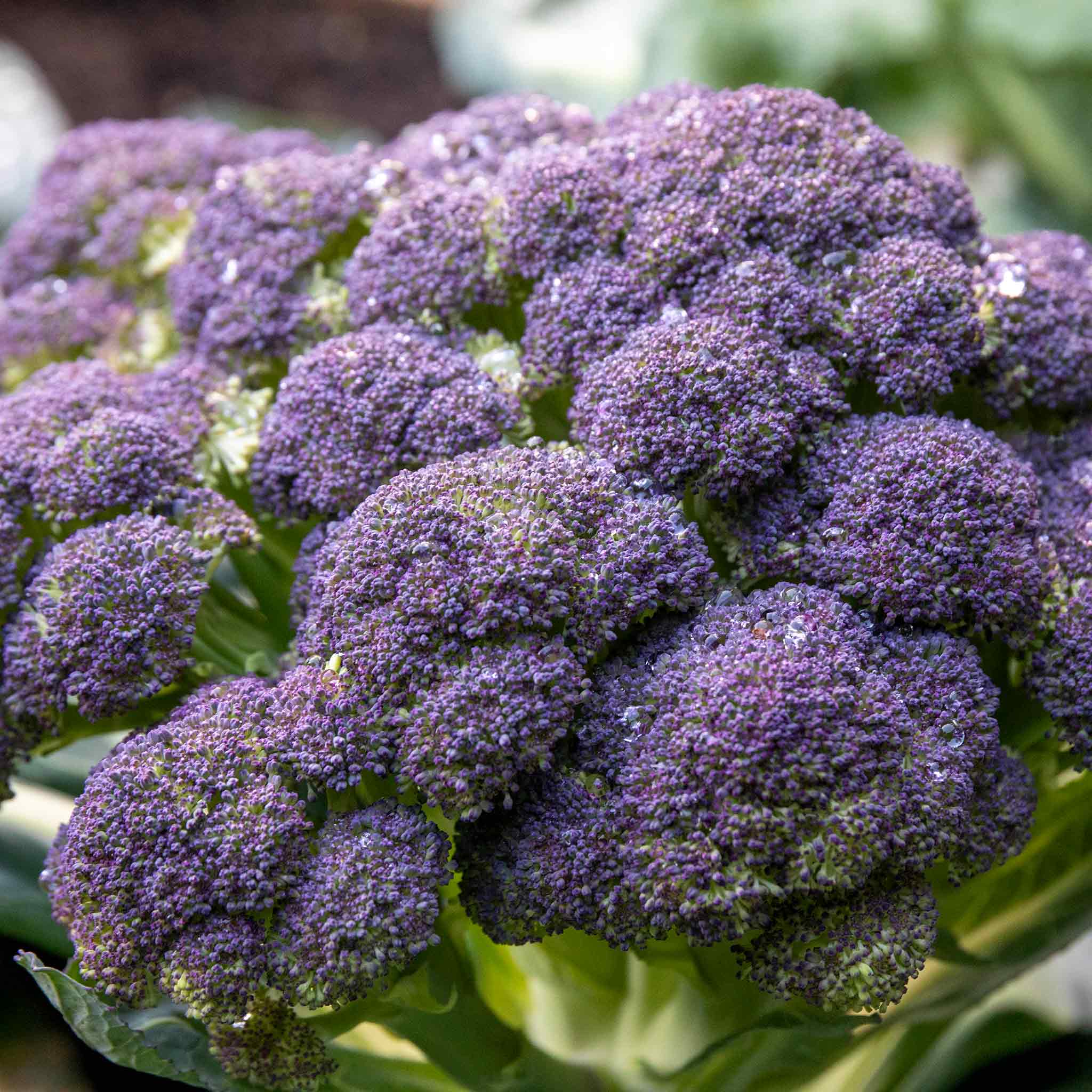 Broccoli Seeds Claret F1