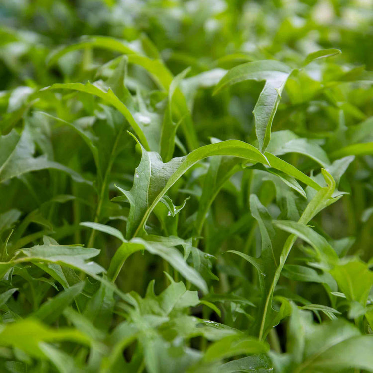 Salad Seeds 'Spicy' Collection