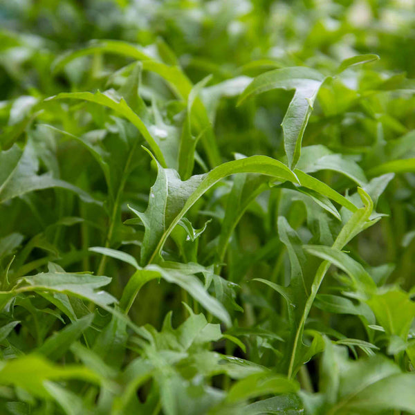 Salad Seeds 'Spicy' Collection