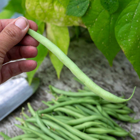 French Bean Dwarf Seeds 'Modesto'