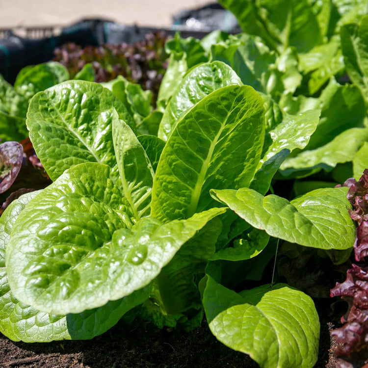 marshalls garden lettuce 'cut and come again' seeds Lettuce Plant 'Cosmic' Cut and Come Again