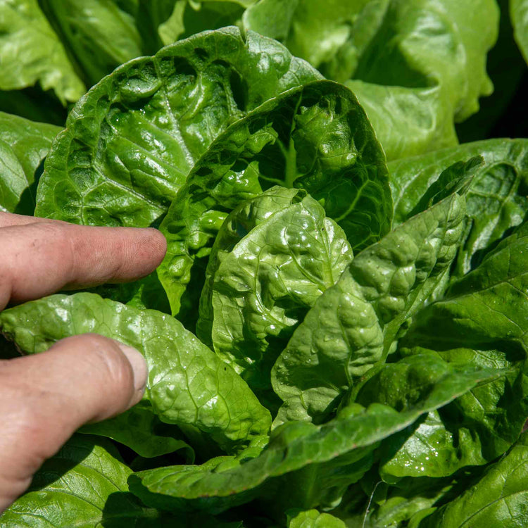 Lettuce Plants 'Little Gem'