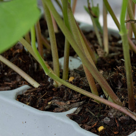 French Bean Plant 'Dwarf Boby Bianco'