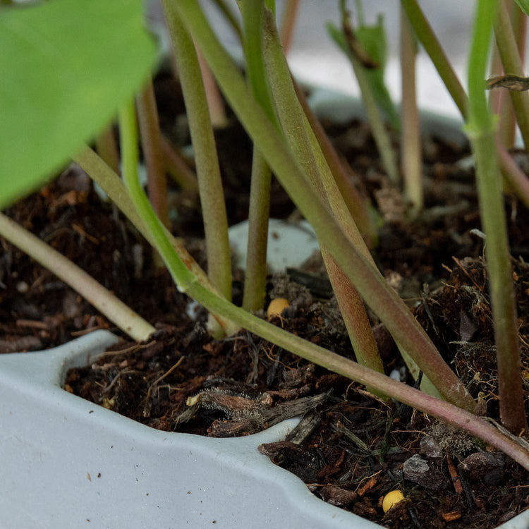 French Bean Plant 'Dwarf Boby Bianco'