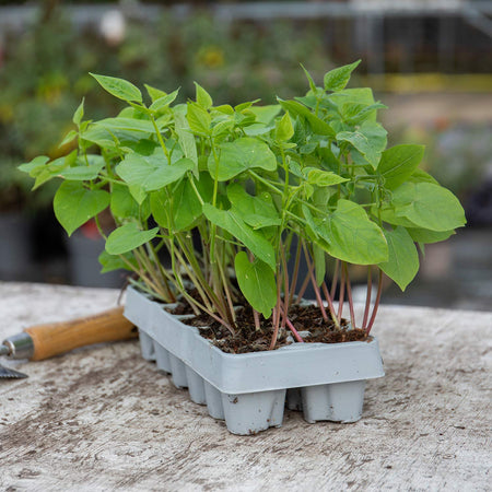 French Bean Plant 'Dwarf Boby Bianco'