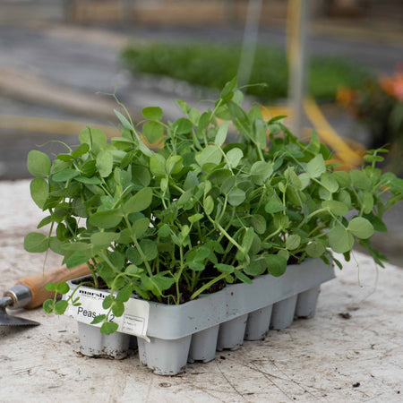 Pea Plant 'Hurst Green Shaft'