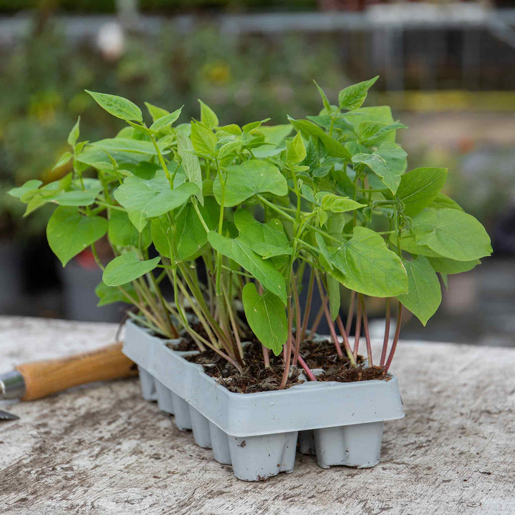 Runner Bean Plant 'White Lady'