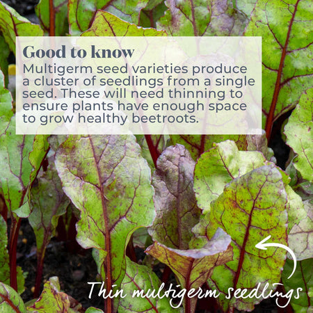 Beetroot Seeds 'Boltardy'