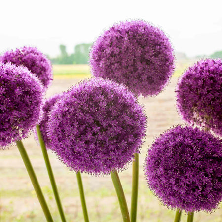 Allium Bulbs 'Giganteum'