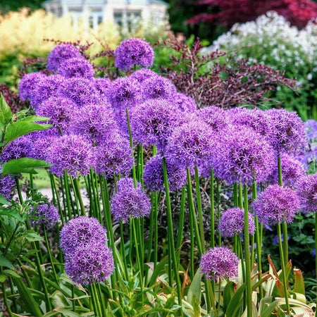 Allium Bulbs 'Globemaster'