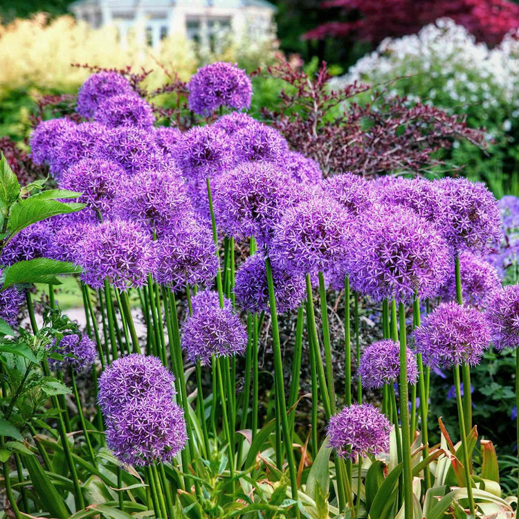 Allium Bulbs 'Globemaster'