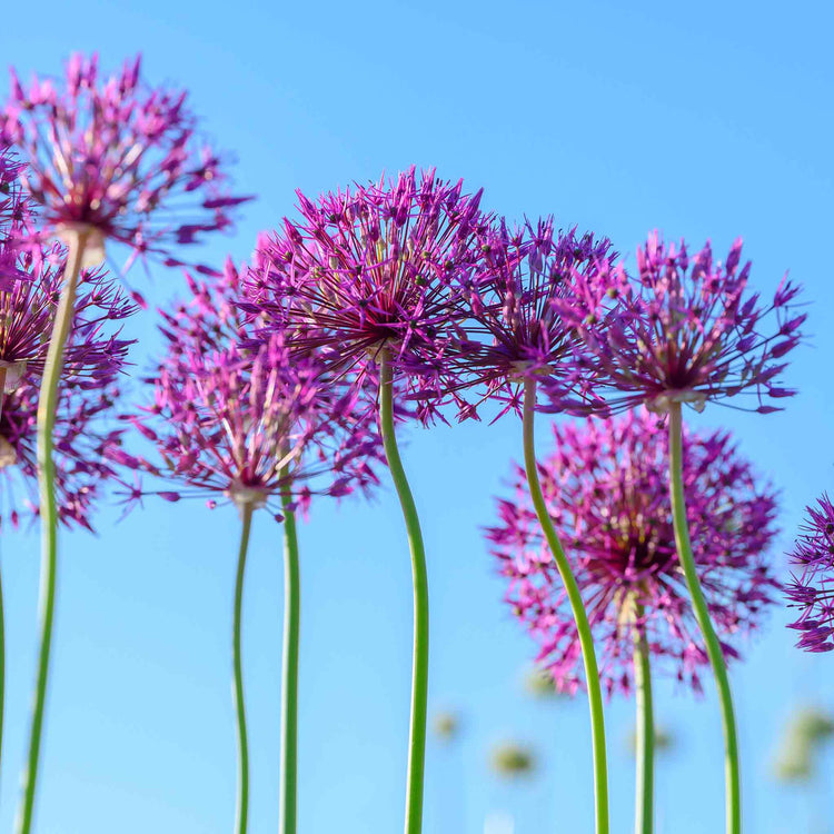 Allium Bulb 'Purple Rain'
