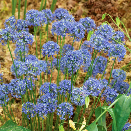 Allium Bulbs 'Caeruleum'