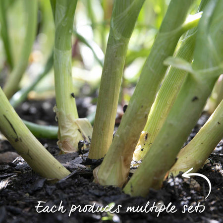 Shallot Sets 'Red Sun'