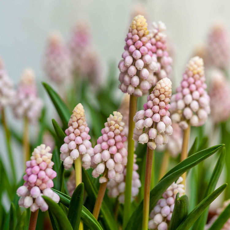 Muscari Bulbs 'Pink Sunrise'