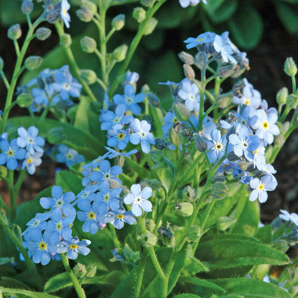 Forget Me Not Plant 'Mon Amie Blue'