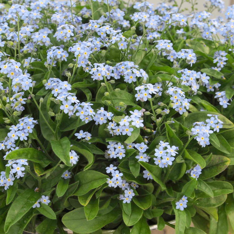 Forget Me Not Plant 'Mon Amie Blue'