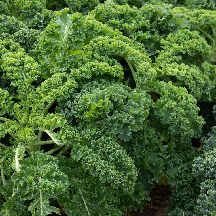 Kale Plant 'Kapral'